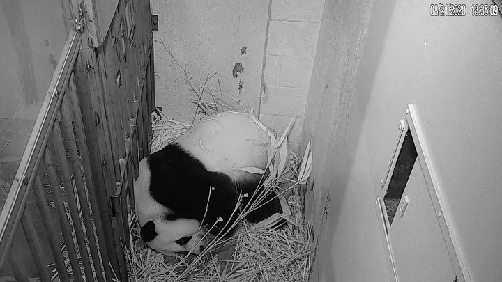 This handout image released by Smithsonian's National Zoo shows female giant panda after giving birth.